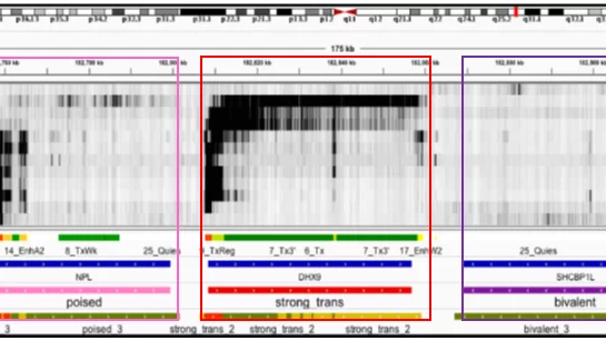 Illustration of ChromGene output.