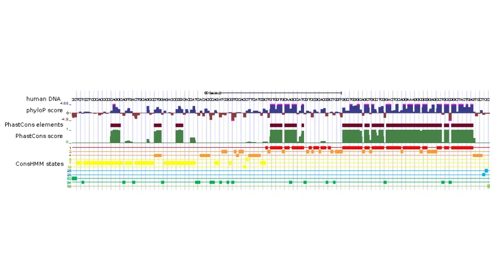 ConsHMM Atlas: conservation state annotations for major genomes and human genetic variation