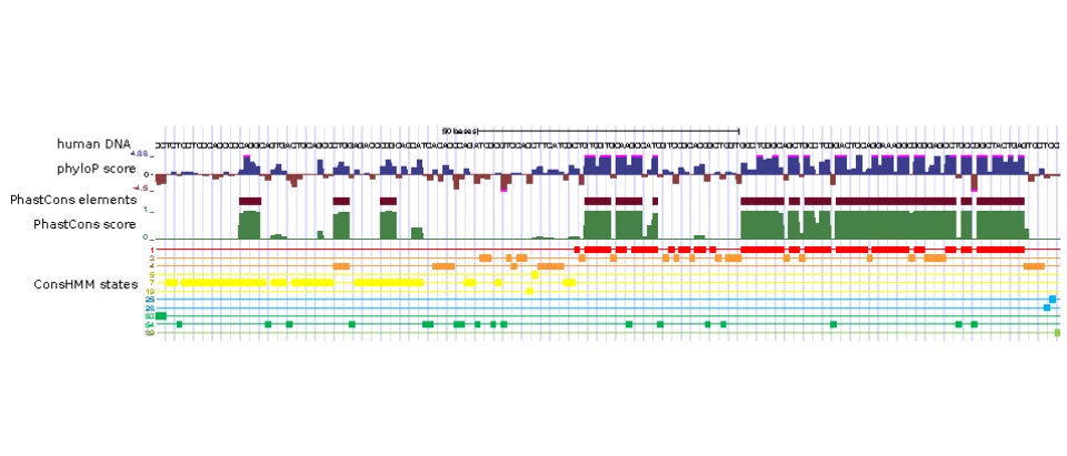 ConsHMM Atlas: conservation state annotations for major genomes and human genetic variation